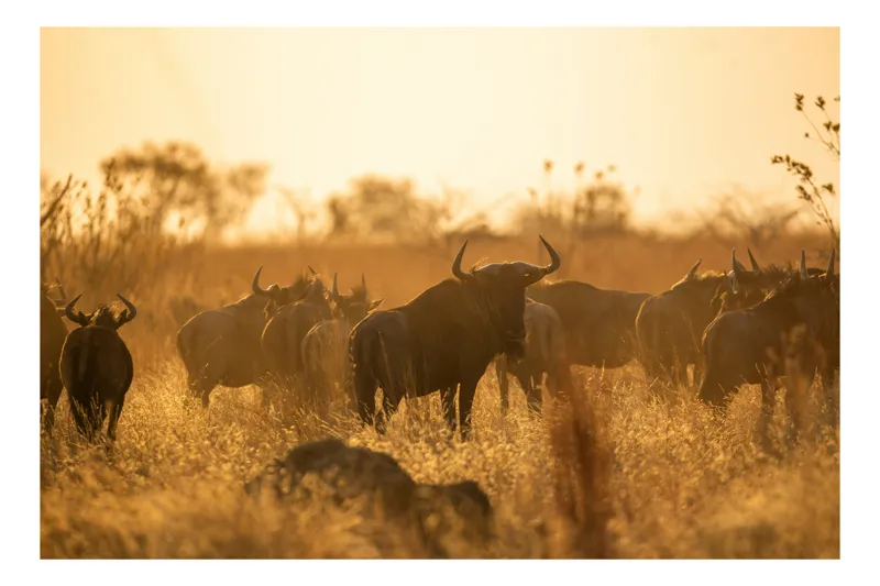 Tablou Canvas, "Turma de gnu în lumina apusului", Wildebeest, Apus, Savană, Siluete, Întuneric, Peisaj, Iarbă, Animale, Nature, Serenitate, 70 x 50 cm