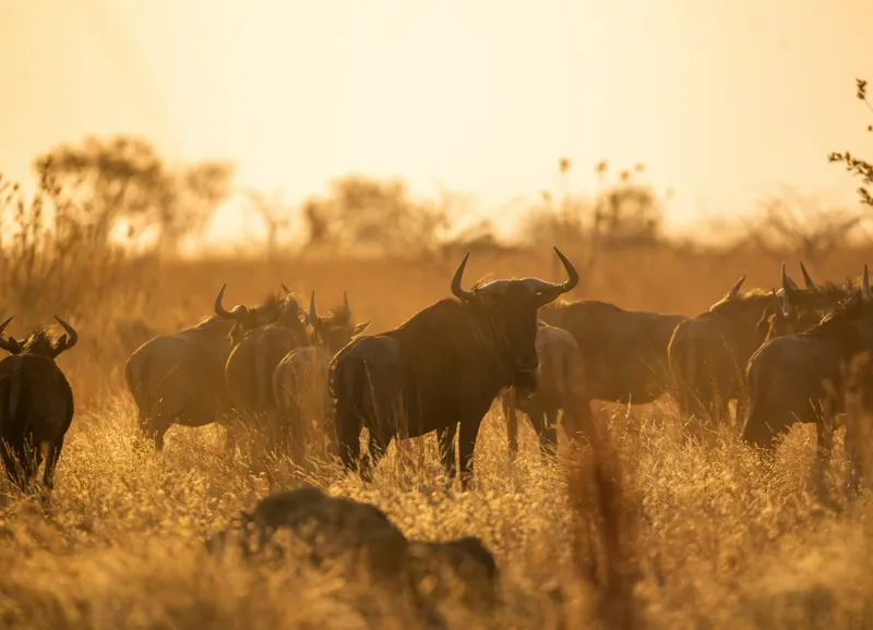 Tablou Canvas, "Turma de gnu în lumina apusului", Wildebeest, Apus, Savană, Siluete, Întuneric, Peisaj, Iarbă, Animale, Nature, Serenitate, 54 x 39 cm – poza 2