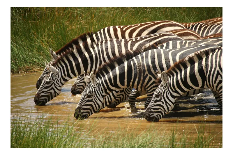 Tablou Canvas, "Zebre la adăpat în savană", Zebre, Apă, Dungi, Natură, Verdeață, Reflecții, Armonie, Animale, Contrast, 39 x 26 cm