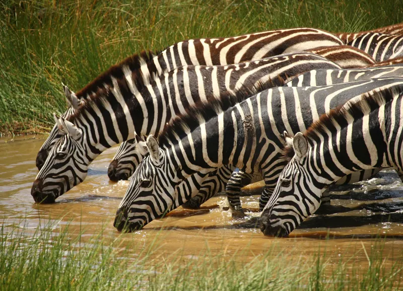 Tablou Canvas, "Zebre la adăpat în savană", Zebre, Apă, Dungi, Natură, Verdeață, Reflecții, Armonie, Animale, Contrast, 54 x 39 cm – poza 2