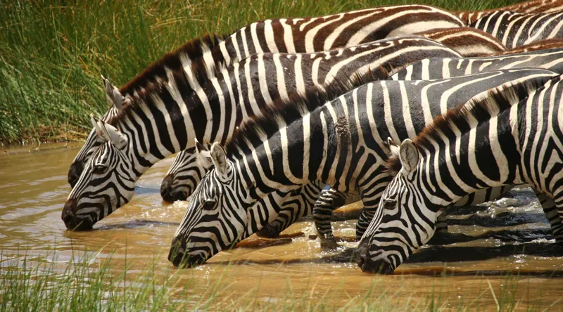 Tablou Canvas, "Zebre la adăpat în savană", Zebre, Apă, Dungi, Natură, Verdeață, Reflecții, Armonie, Animale, Contrast, 90 x 50 cm – poza 2