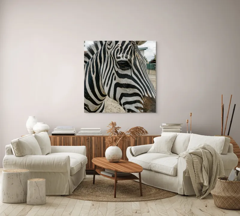 Tablou Canvas, "Zebra contemplând în lumina dimineții", Zebră, Dungi, Natură, Curiozitate, Faună, Contrast, Privire, Habitat, Blană, Alb-Negru, 100 x 100 cm – poza 3