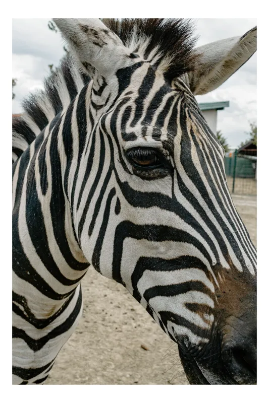 Tablou Canvas, "Zebra contemplând în lumina dimineții", Zebră, Dungi, Natură, Curiozitate, Faună, Contrast, Privire, Habitat, Blană, Alb-Negru, 26 x 39 cm