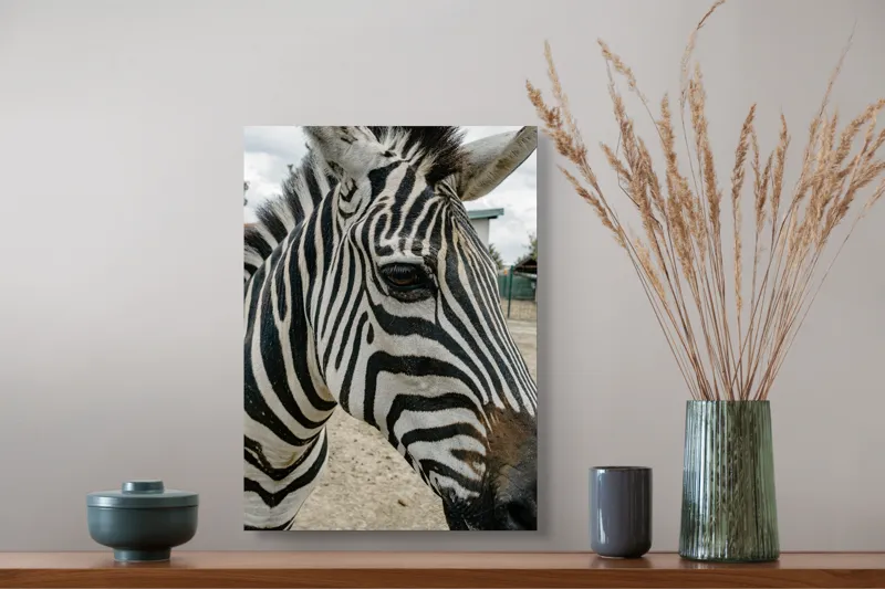 Tablou Canvas, "Zebra contemplând în lumina dimineții", Zebră, Dungi, Natură, Curiozitate, Faună, Contrast, Privire, Habitat, Blană, Alb-Negru, 39 x 54 cm – poza 3