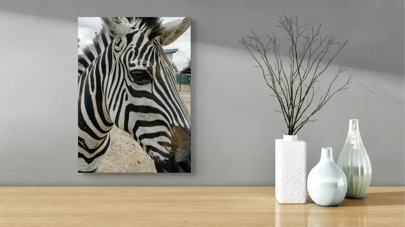 Tablou Canvas, "Zebra contemplând în lumina dimineții", Zebră, Dungi, Natură, Curiozitate, Faună, Contrast, Privire, Habitat, Blană, Alb-Negru, 39 x 54 cm – poza 4