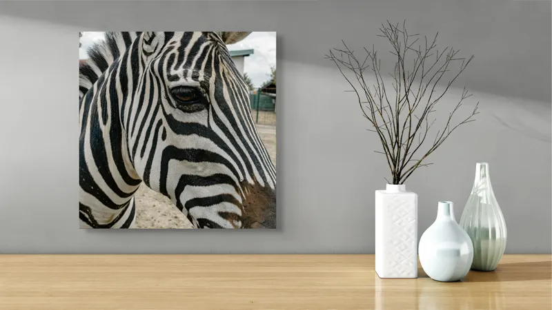 Tablou Canvas, "Zebra contemplând în lumina dimineții", Zebră, Dungi, Natură, Curiozitate, Faună, Contrast, Privire, Habitat, Blană, Alb-Negru, 50 x 50 cm – poza 3