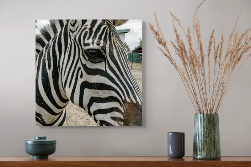 Tablou Canvas, "Zebra contemplând în lumina dimineții", Zebră, Dungi, Natură, Curiozitate, Faună, Contrast, Privire, Habitat, Blană, Alb-Negru, 50 x 50 cm – poza 4
