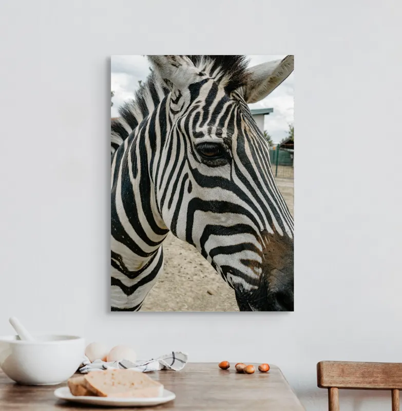 Tablou Canvas, "Zebra contemplând în lumina dimineții", Zebră, Dungi, Natură, Curiozitate, Faună, Contrast, Privire, Habitat, Blană, Alb-Negru, 50 x 70 cm – poza 3