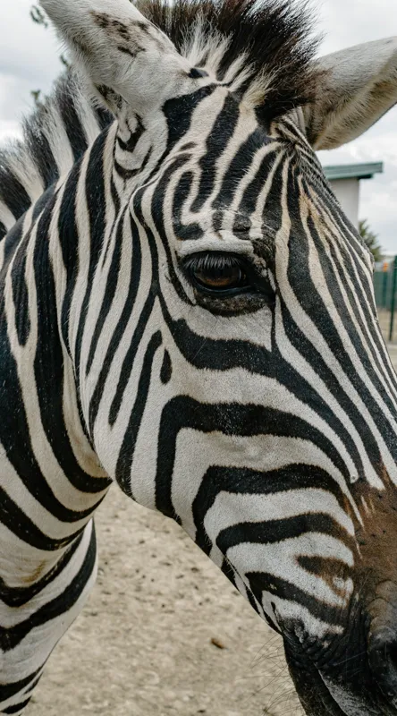 Tablou Canvas, "Zebra contemplând în lumina dimineții", Zebră, Dungi, Natură, Curiozitate, Faună, Contrast, Privire, Habitat, Blană, Alb-Negru, 50 x 90 cm – poza 2