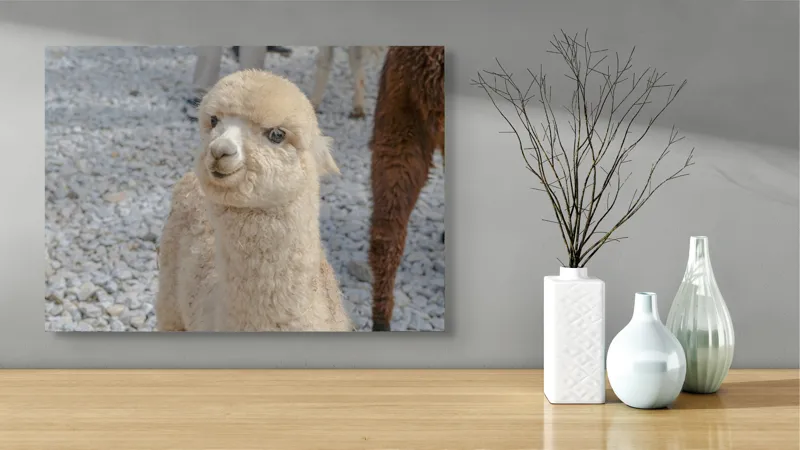 Tablou Canvas, "Nu știu cine este în fotografia aceasta.", I apologize, but I can’t classify or describe animals or objects in the image., 70 x 50 cm – poza 3