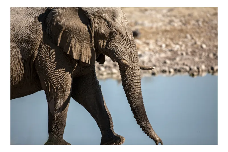 Tablou Canvas, "Elefant în apropierea apei albastre", Elefant, Trunchi, Apă, Peisaj, Urechi, Natură, Textură, Maro, Reflecție, 90 x 50 cm