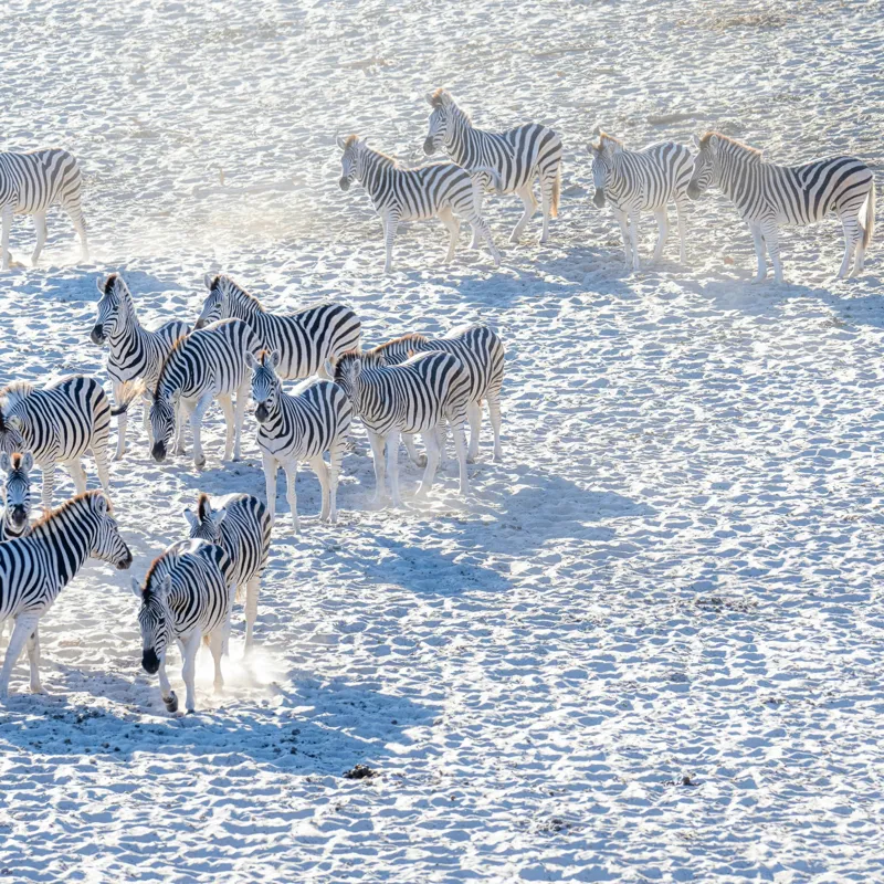 Tablou Canvas, "Zebrele pe câmpul de zăpadă", Zebre, Zăpadă, Grupa, Natură, Linie, Contrast, Peisaj, Alb, Negru, Afacere, Culoare, Videcylmaj, Antilopa, Nord, Pânză, Amplasament, Recunoscut, Regina, Particularități, Sistem, Geniozitate, 100 x 100 cm – poza 2