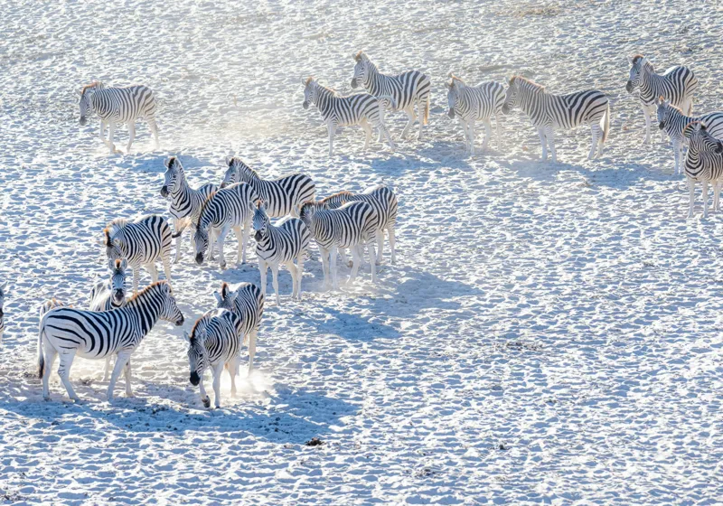 Tablou Canvas, "Zebrele pe câmpul de zăpadă", Zebre, Zăpadă, Grupa, Natură, Linie, Contrast, Peisaj, Alb, Negru, Afacere, Culoare, Videcylmaj, Antilopa, Nord, Pânză, Amplasament, Recunoscut, Regina, Particularități, Sistem, Geniozitate, 100 x 70 cm – poza 2