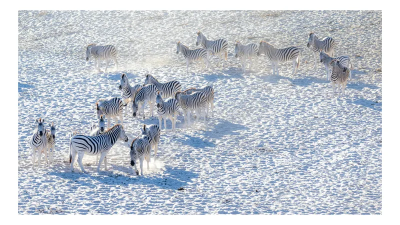 Tablou Canvas, "Zebrele pe câmpul de zăpadă", Zebre, Zăpadă, Grupa, Natură, Linie, Contrast, Peisaj, Alb, Negru, Afacere, Culoare, Videcylmaj, Antilopa, Nord, Pânză, Amplasament, Recunoscut, Regina, Particularități, Sistem, Geniozitate, 54 x 39 cm