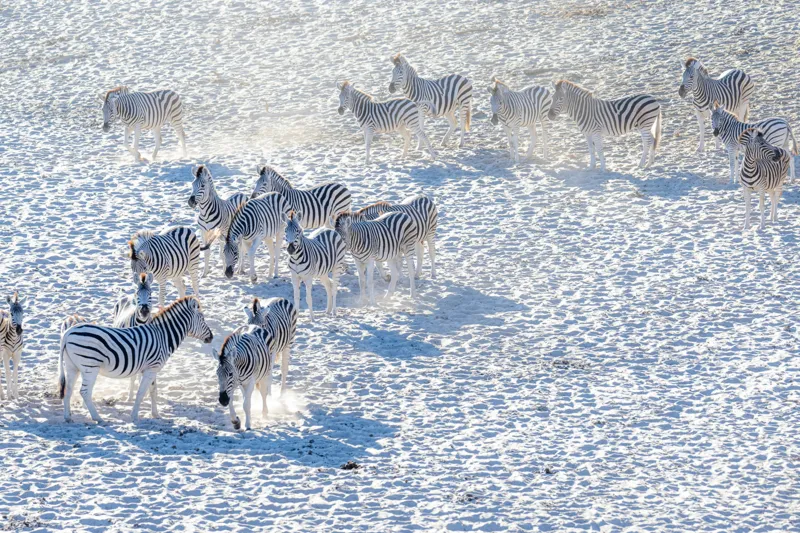 Tablou Canvas, "Zebrele pe câmpul de zăpadă", Zebre, Zăpadă, Grupa, Natură, Linie, Contrast, Peisaj, Alb, Negru, Afacere, Culoare, Videcylmaj, Antilopa, Nord, Pânză, Amplasament, Recunoscut, Regina, Particularități, Sistem, Geniozitate, 150 x 100 cm – poza 2