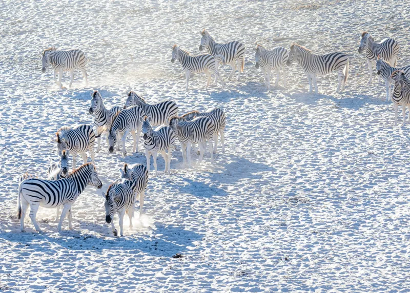 Tablou Canvas, "Zebrele pe câmpul de zăpadă", Zebre, Zăpadă, Grupa, Natură, Linie, Contrast, Peisaj, Alb, Negru, Afacere, Culoare, Videcylmaj, Antilopa, Nord, Pânză, Amplasament, Recunoscut, Regina, Particularități, Sistem, Geniozitate, 70 x 50 cm – poza 2