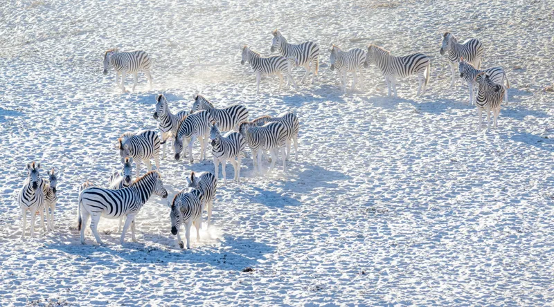Tablou Canvas, "Zebrele pe câmpul de zăpadă", Zebre, Zăpadă, Grupa, Natură, Linie, Contrast, Peisaj, Alb, Negru, Afacere, Culoare, Videcylmaj, Antilopa, Nord, Pânză, Amplasament, Recunoscut, Regina, Particularități, Sistem, Geniozitate, 90 x 50 cm – poza 2