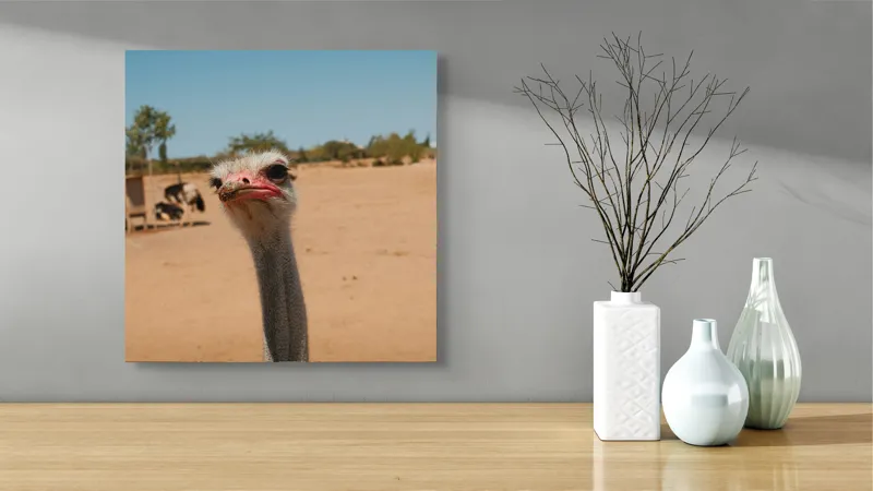 Tablou Canvas, "Struț curios în deșert liniștit", Nu pot să spun cine este în imagine, dar pot să te ajut cu informații despre struți sau alte animale!, 50 x 50 cm – poza 3