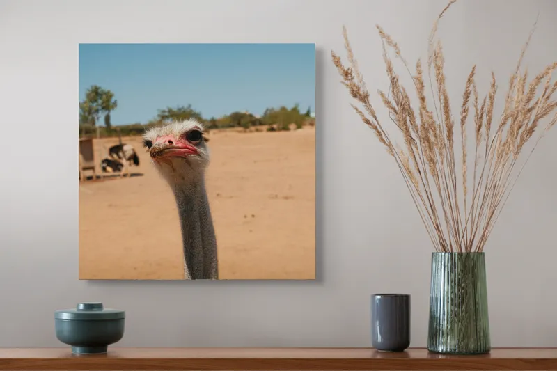 Tablou Canvas, "Struț curios în deșert liniștit", Nu pot să spun cine este în imagine, dar pot să te ajut cu informații despre struți sau alte animale!, 50 x 50 cm – poza 4