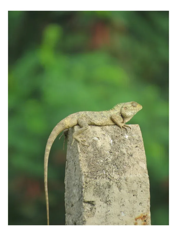 Tablou Canvas, "Șopârla contemplând orizontul verde", Șopârlă, Piatră, Verdeață, Natură, Odihnă, Solitudine, Calm, Echilibru, 70 x 100 cm