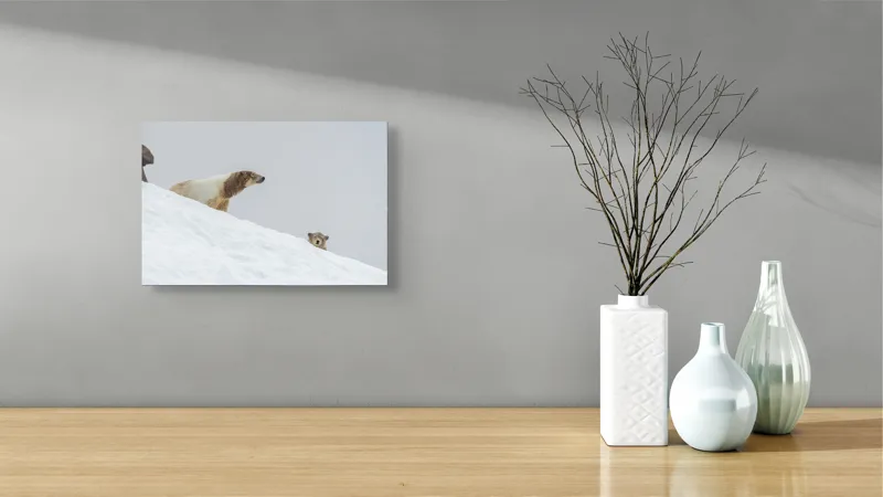 Tablou Canvas, "Urși polari pe panta înzăpezită", Urs, Zăpadă, Pui, Înclinare, Alb, Natură, Iarnă, Privit, 39 x 26 cm – poza 8