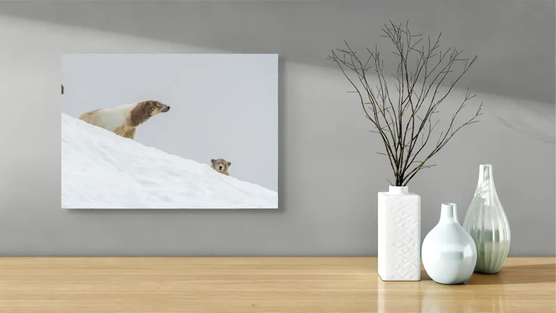 Tablou Canvas, "Urși polari pe panta înzăpezită", Urs, Zăpadă, Pui, Înclinare, Alb, Natură, Iarnă, Privit, 54 x 39 cm – poza 3