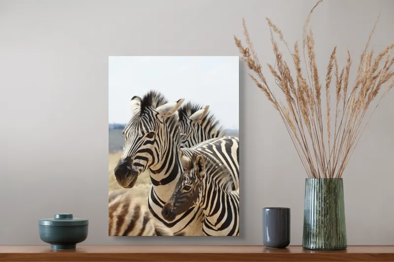 Tablou Canvas, "Familie de zebre în savană africană", Zebre, Dungate, Natură, Savana, Familie, Pășunat, Vânt, Peisaj, Harmonie, Curiozitate, 39 x 54 cm – poza 3