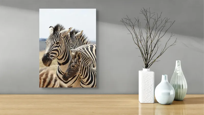 Tablou Canvas, "Familie de zebre în savană africană", Zebre, Dungate, Natură, Savana, Familie, Pășunat, Vânt, Peisaj, Harmonie, Curiozitate, 39 x 54 cm – poza 4