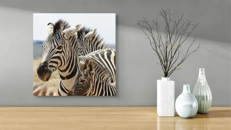 Tablou Canvas, "Familie de zebre în savană africană", Zebre, Dungate, Natură, Savana, Familie, Pășunat, Vânt, Peisaj, Harmonie, Curiozitate, 50 x 50 cm – poza 3