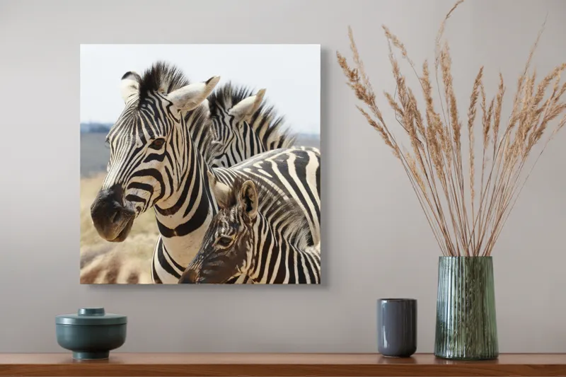 Tablou Canvas, "Familie de zebre în savană africană", Zebre, Dungate, Natură, Savana, Familie, Pășunat, Vânt, Peisaj, Harmonie, Curiozitate, 50 x 50 cm – poza 4