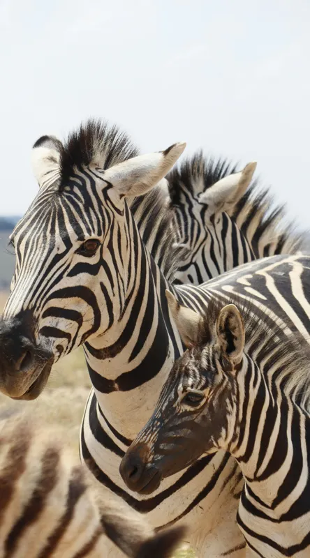 Tablou Canvas, "Familie de zebre în savană africană", Zebre, Dungate, Natură, Savana, Familie, Pășunat, Vânt, Peisaj, Harmonie, Curiozitate, 50 x 90 cm – poza 2