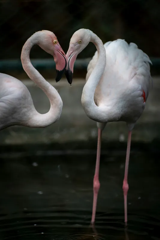 Tablou Canvas, "Flamingo în dansul iubirii tandre", Flamingo, Grație, Reflecție, Eleganță, Simetrie, Lumină, Apă, Natură, 100 x 150 cm – poza 2