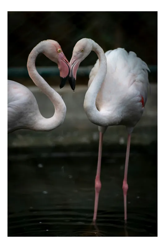Tablou Canvas, "Flamingo în dansul iubirii tandre", Flamingo, Grație, Reflecție, Eleganță, Simetrie, Lumină, Apă, Natură, 50 x 90 cm