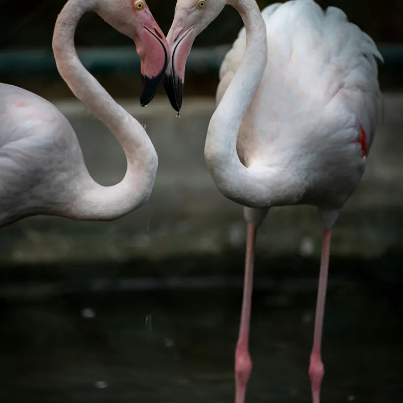 Tablou Canvas, "Flamingo în dansul iubirii tandre", Flamingo, Grație, Reflecție, Eleganță, Simetrie, Lumină, Apă, Natură, 50 x 50 cm – poza 2