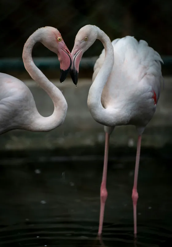 Tablou Canvas, "Flamingo în dansul iubirii tandre", Flamingo, Grație, Reflecție, Eleganță, Simetrie, Lumină, Apă, Natură, 70 x 100 cm – poza 2