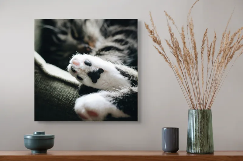 Tablou Canvas, "Pui de somn liniștit și blând", Pisică, Patrupede, Blană, Pernițe, Relaxează, Odihnă, Drăgălaș, Somn, Confort, Animal., 50 x 50 cm – poza 4