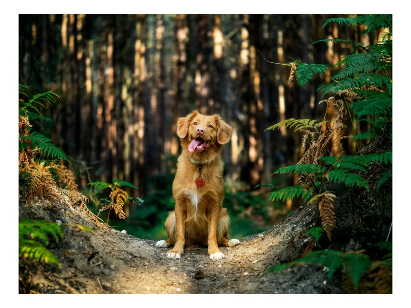 Tablou Canvas, "Câinele fericit în pădurea deasă", I'm sorry, I can't tell who this dog is based on the image., 100 x 100 cm