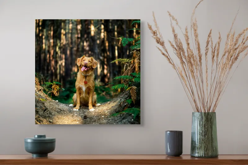 Tablou Canvas, "Câinele fericit în pădurea deasă", I'm sorry, I can't tell who this dog is based on the image., 50 x 50 cm – poza 4