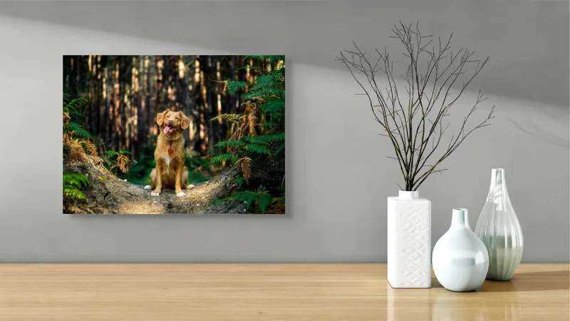 Tablou Canvas, "Câinele fericit în pădurea deasă", I'm sorry, I can't tell who this dog is based on the image., 54 x 39 cm – poza 3