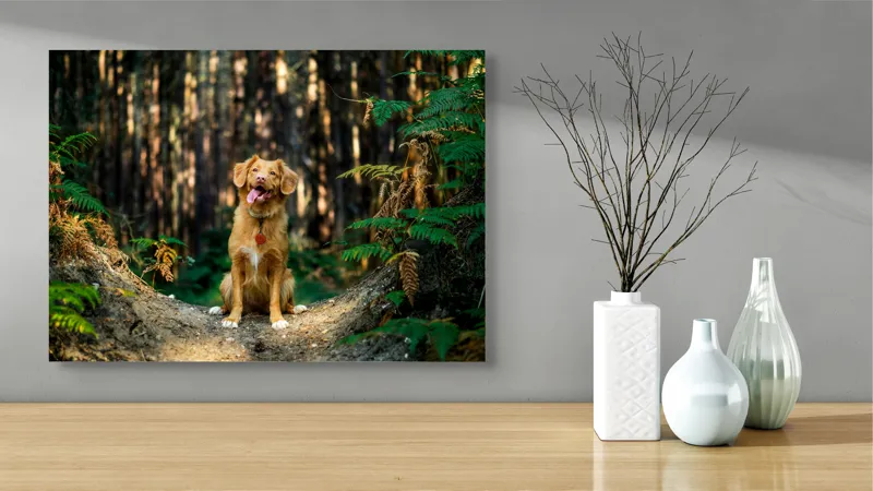 Tablou Canvas, "Câinele fericit în pădurea deasă", I'm sorry, I can't tell who this dog is based on the image., 70 x 50 cm – poza 3