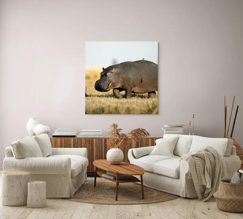 Tablou Canvas, "Hipopotam pe câmpie aurie africana", Hipopotam, Iarbă, Câmpie, Păsărică, Cer, Savană, Natură, Animale., 100 x 100 cm – poza 3