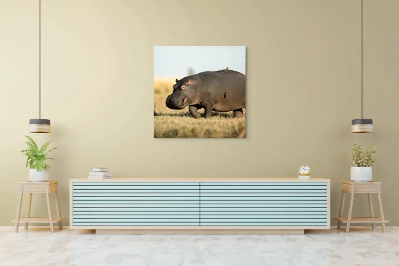 Tablou Canvas, "Hipopotam pe câmpie aurie africana", Hipopotam, Iarbă, Câmpie, Păsărică, Cer, Savană, Natură, Animale., 100 x 100 cm – poza 5