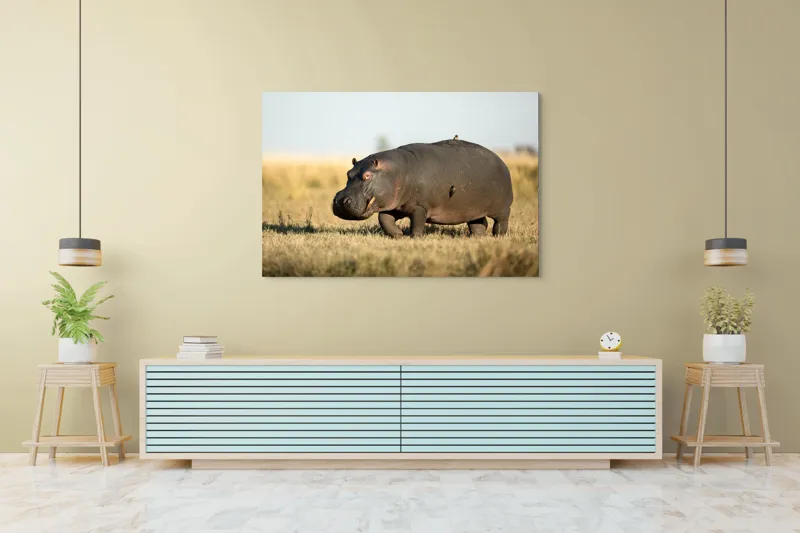 Tablou Canvas, "Hipopotam pe câmpie aurie africana", Hipopotam, Iarbă, Câmpie, Păsărică, Cer, Savană, Natură, Animale., 150 x 100 cm – poza 6