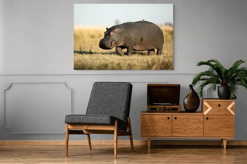 Tablou Canvas, "Hipopotam pe câmpie aurie africana", Hipopotam, Iarbă, Câmpie, Păsărică, Cer, Savană, Natură, Animale., 150 x 100 cm – poza 8
