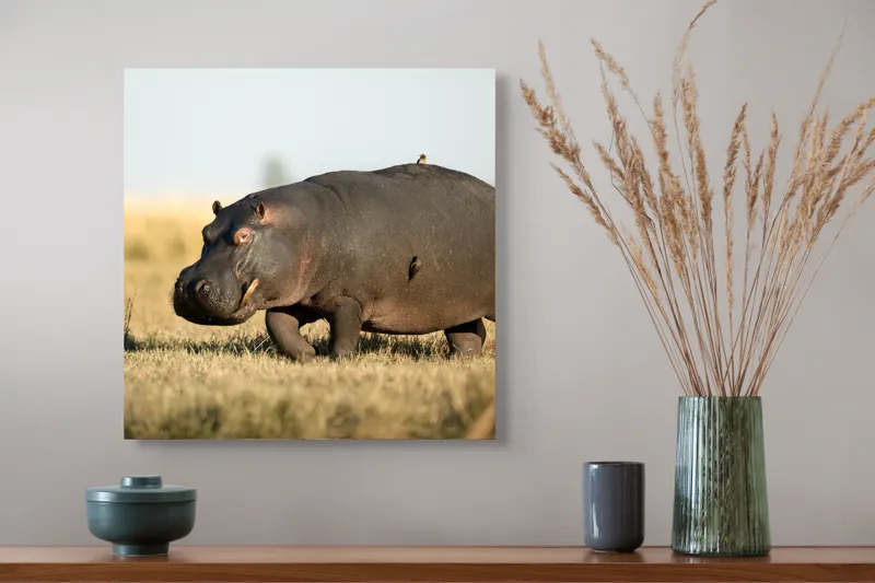 Tablou Canvas, "Hipopotam pe câmpie aurie africana", Hipopotam, Iarbă, Câmpie, Păsărică, Cer, Savană, Natură, Animale., 50 x 50 cm – poza 4