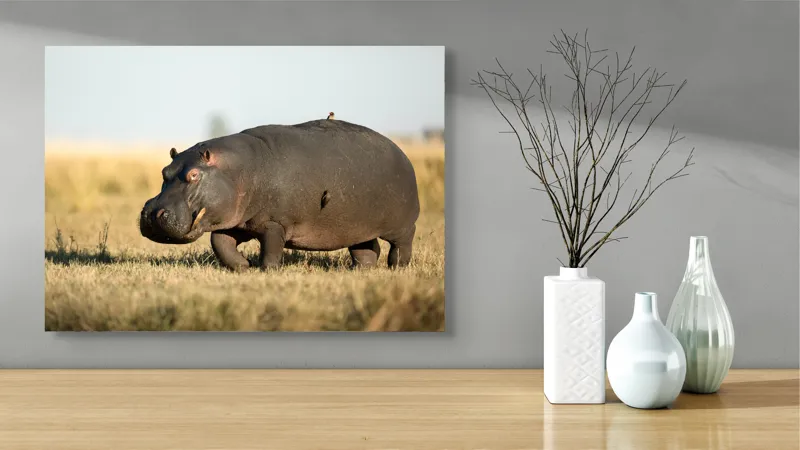 Tablou Canvas, "Hipopotam pe câmpie aurie africana", Hipopotam, Iarbă, Câmpie, Păsărică, Cer, Savană, Natură, Animale., 70 x 50 cm – poza 3