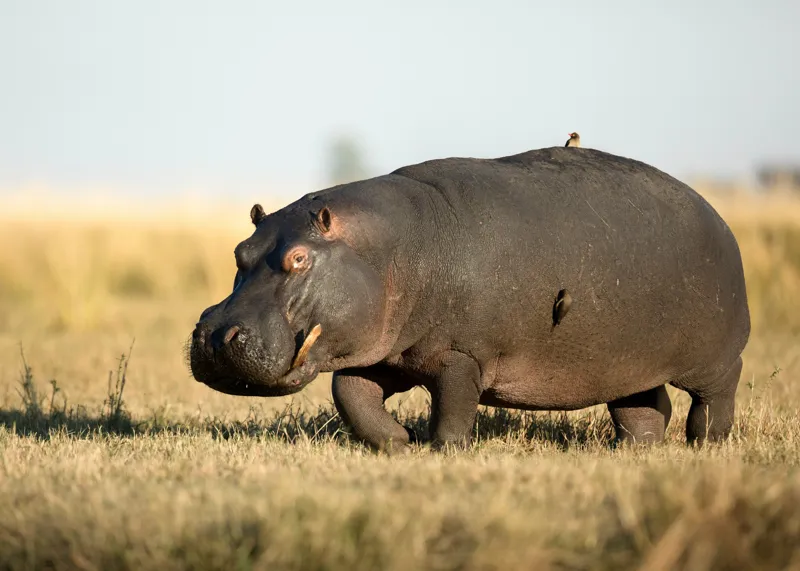 Tablou Canvas, "Hipopotam pe câmpie aurie africana", Hipopotam, Iarbă, Câmpie, Păsărică, Cer, Savană, Natură, Animale., 70 x 50 cm – poza 2