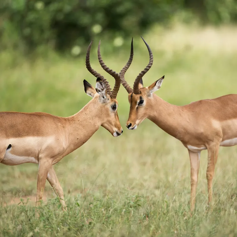 Tablou Canvas, "Întâlnirea grațioasă a antilopelor în savană", Cele două antilope, Natură, Serengeti, Hornuri, Iarbă, Interacțiune, Simetrie, Sălbăticie, Vigilent., 100 x 100 cm – poza 2