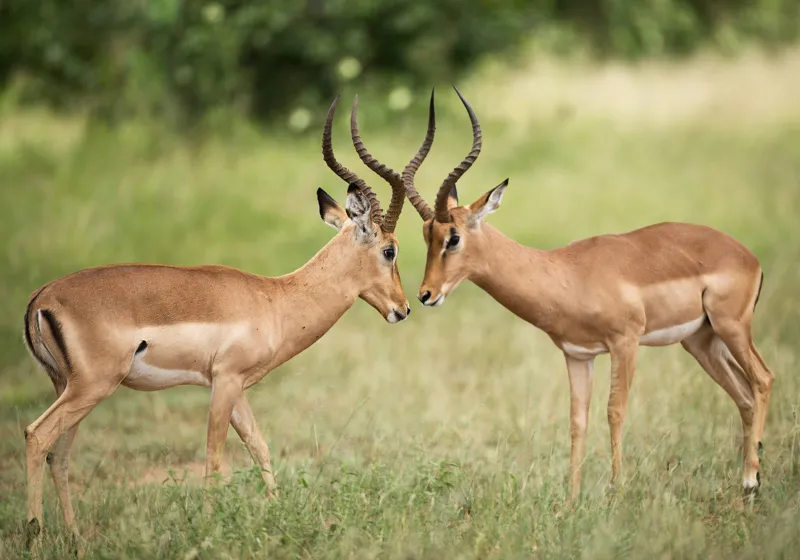 Tablou Canvas, "Întâlnirea grațioasă a antilopelor în savană", Cele două antilope, Natură, Serengeti, Hornuri, Iarbă, Interacțiune, Simetrie, Sălbăticie, Vigilent., 100 x 70 cm – poza 2