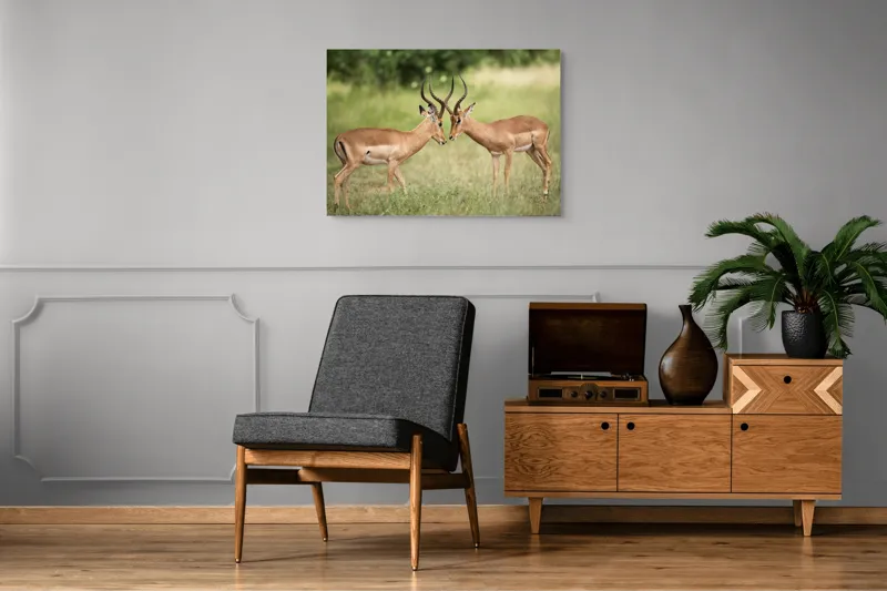 Tablou Canvas, "Întâlnirea grațioasă a antilopelor în savană", Cele două antilope, Natură, Serengeti, Hornuri, Iarbă, Interacțiune, Simetrie, Sălbăticie, Vigilent., 100 x 70 cm – poza 8